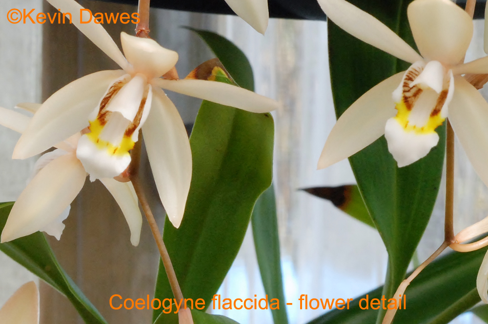 Coelogynes.com